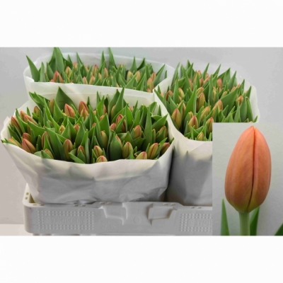 Svazek 50 oranžových tulipánů EN DELTA STORM