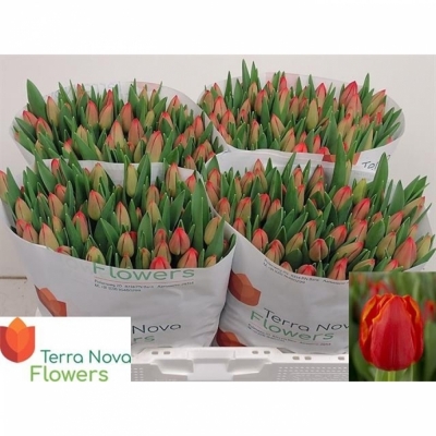 Svazek 50 oranžových tulipánů EN ESTA BONITA