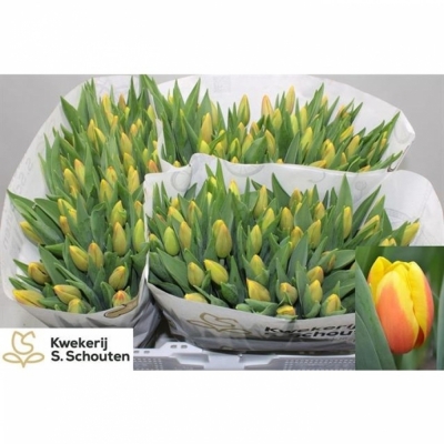 Svazek 50 oranžových tulipánů EN MS LI