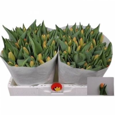 Svazek 50 oranžových tulipánů EN TIME OUT