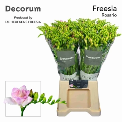 Svazek 50 růžových frézií DU ROSARIO