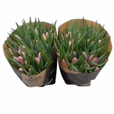 Svazek 50 růžových tulipánů EN AAFKE