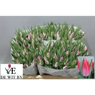 Svazek 50 růžových tulipánů EN BOLROYAL PINK