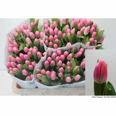 Svazek 50 růžových tulipánů EN CIRCUIT