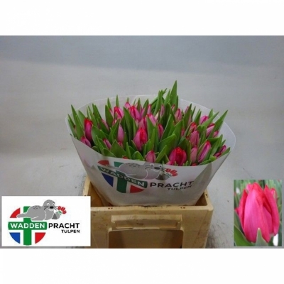Svazek 50 růžových tulipánů EN FRONTLINE