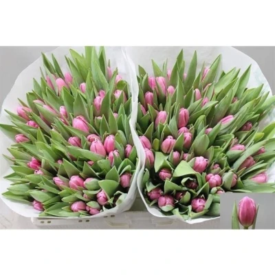 Svazek 50 růžových tulipánů EN JUMBO PINK