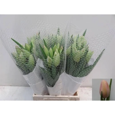 Svazek 50 růžových tulipánů EN OLLIOULES