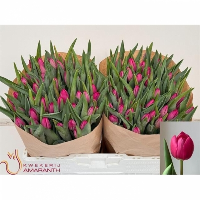 Svazek 50 růžových tulipánů EN PINK ARDOUR