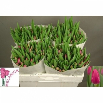 Svazek 50 růžových tulipánů EN PINK ARDOUR