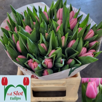 Svazek 50 růžových tulipánů EN TRESOR