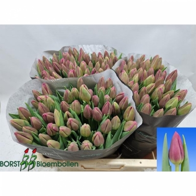 Svazek 50 růžových tulipánů EN WIFI