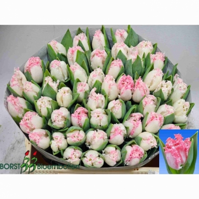 Svazek 50 růžových tulipánů FR NEGLIGE