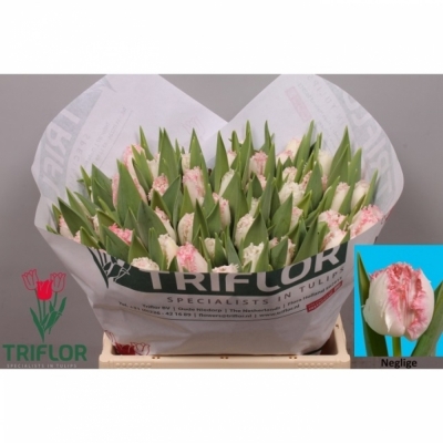 Svazek 50 růžových tulipánů FR NEGLIGE