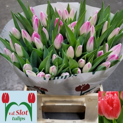 Svazek 50 růžových tulipánů FR ULIANA