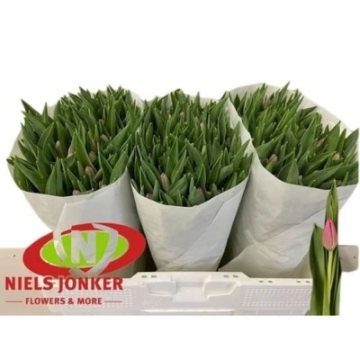 Svazek 50 růžových tulipánů EN MARATHON CHAMPION