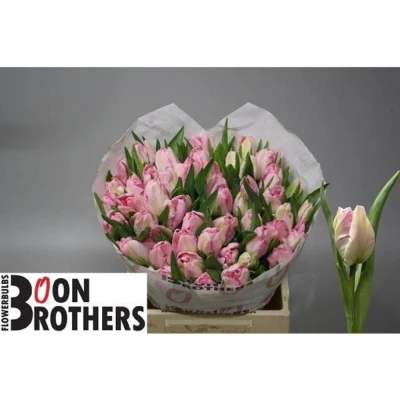 Svazek 50 růžových tulipánů PA ZAMBESI