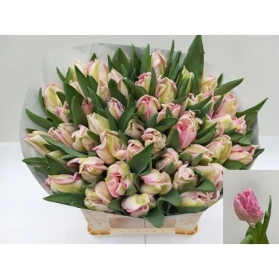 Svazek 50 růžových tulipánů PA ZAMBESI
