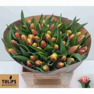 Svazek 50 vícebarevných tulipánů DU CONCORDE