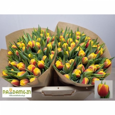 Svazek 50 vícebarevných tulipánů DU SHELL