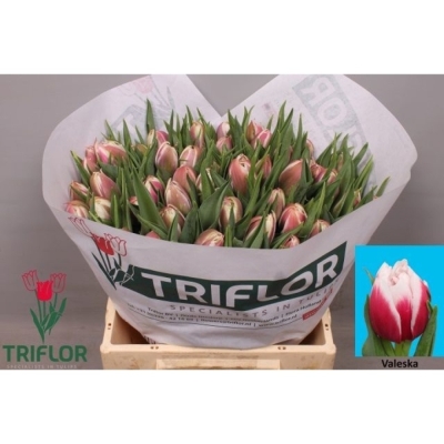 Svazek 50 vícebarevných tulipánů DU VALESKA