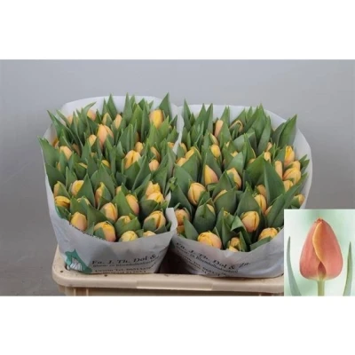 Svazek 50 vícebarevných tulipánů EN MARIT