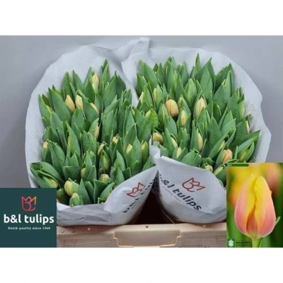 Svazek 50 vícebarevných tulipánů EN MARIT