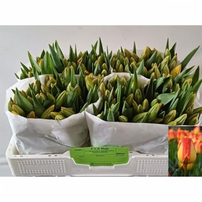Svazek 50 žíhaných tulipánů EN BANJA LUKA