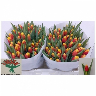 Svazek 50 žíhaných tulipánů EN DENMARK