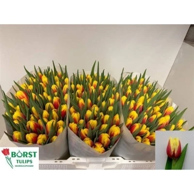 Svazek 50 žíhaných tulipánů EN JAN SEIGNETTE