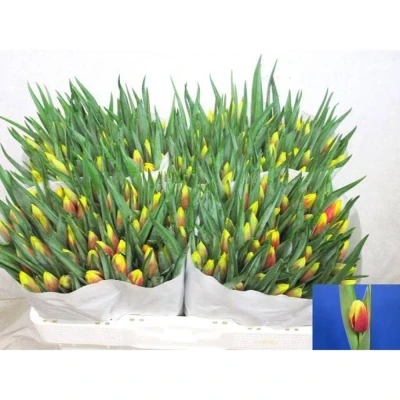 Svazek 50 žíhaných tulipánů EN JAN SEIGNETTE