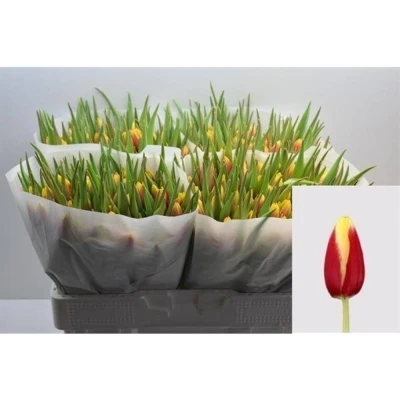 Svazek 50 žíhaných tulipánů EN JAN SEIGNETTE