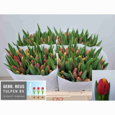 Svazek 50 žíhaných tulipánů EN REPLAY