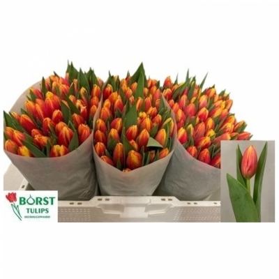 Svazek 50 žíhaných tulipánů LEEN VAN DER MARK