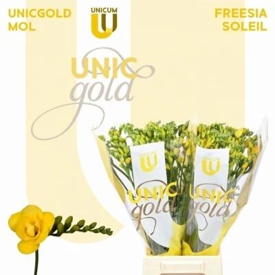 Svazek 50 žlutých frézií DU SOLEIL