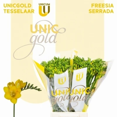 Svazek 50 žlutých frézií EN SERRADA