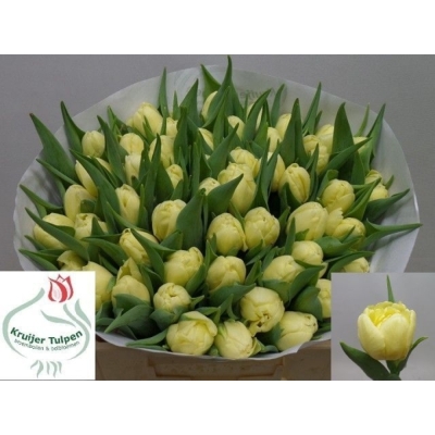 Svazek 50 žlutých tulipánů DU SWEET LEMON