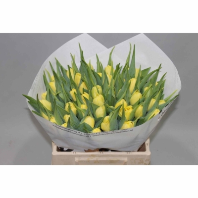 Svazek 50 žlutých tulipánů DU SWEET LEMON