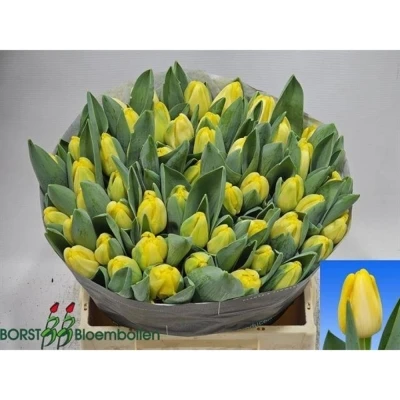 Svazek 50 žlutých tulipánů EN ANTARCTICA SUN