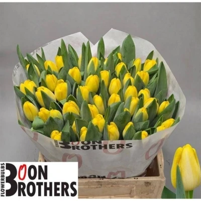 Svazek 50 žlutých tulipánů EN ANTARCTICA SUN
