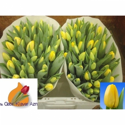 Svazek 50 žlutých tulipánů EN NOVI SUN