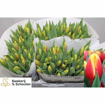 Svazek 50 žíhaných tulipánů EN STAY STRONG