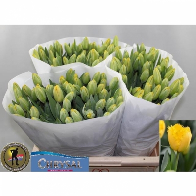 Svazek 50 žlutých tulipánů FR CRYSTAL STAR