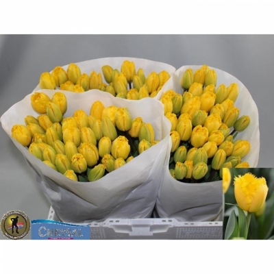 Svazek 50 žlutých tulipánů FR CRYSTAL STAR