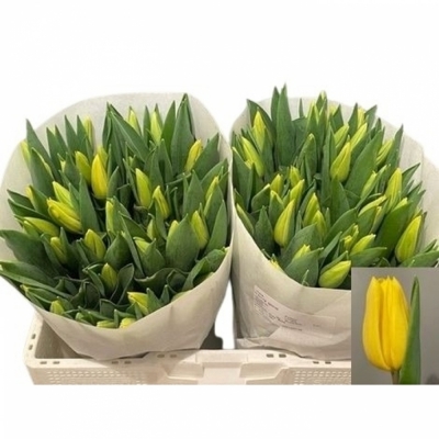 Svazek 50 žlutých tulipánů EN STRONG GOLD
