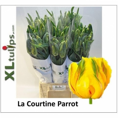 Svazek 50 žlutých tulipánů XXL PA LA COURTINE PARROT
