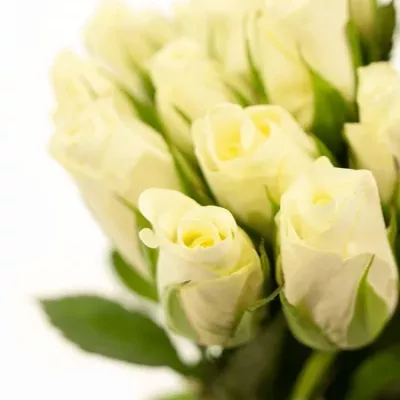 Svazek bílých růží AKITO 40cm (S)