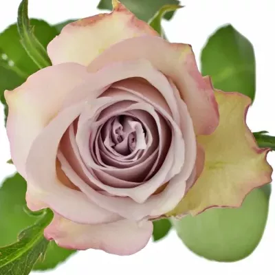 Světle fialová růže DEEP SILVER 50cm (L)