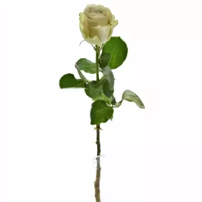 Světle fialová růže EXPOSURE 50cm (XXL)
