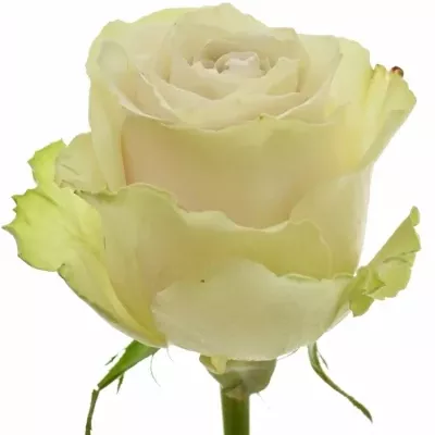 Světle fialová růže EXPOSURE 50cm (XXL)