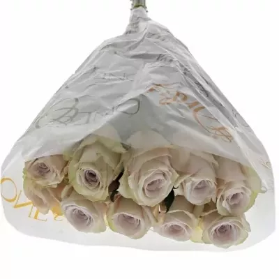 Světle fialová růže SILVERY FLAME 50cm (M)